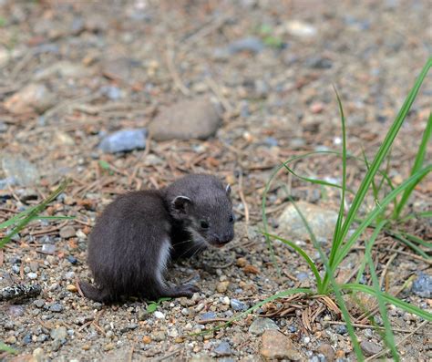 A least weasel baby | My dogs found this darling-baby. I tri… | Flickr