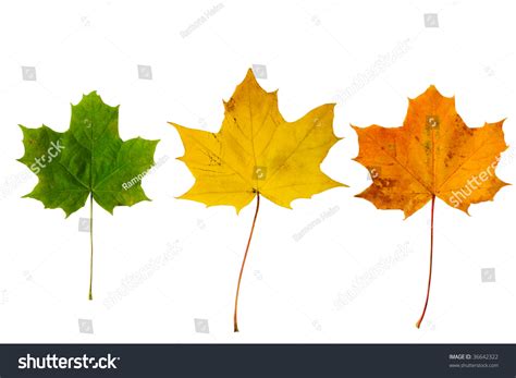 Different Stage Autumns Senescence Of Maple Leaves Isolated On White ...