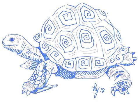 Tortoise drawing Drawing by Mike Jory - Pixels