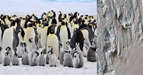 Satellite Images Discover a New Emperor Penguin Colony in Antarctica ...