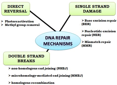 DNA Repair - WikiLectures