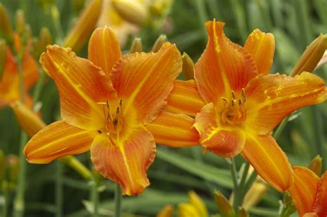 How to Grow and Care for Daylilies