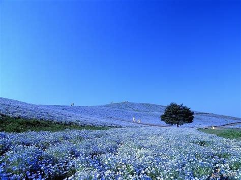 Ibaraki Hitachi Seaside Park | Japan Deluxe Tours