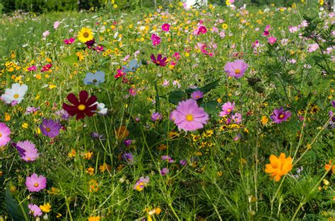 Free photo: Wild Flower Field - Blooming, Field, Flower - Free Download - Jooinn