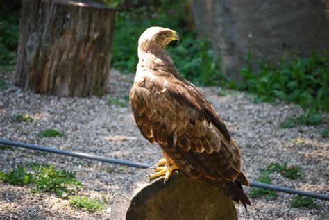 Buzzard is the common name of several species of bird of prey free ...