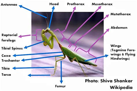 Praying Mantis Anatomy Diagram