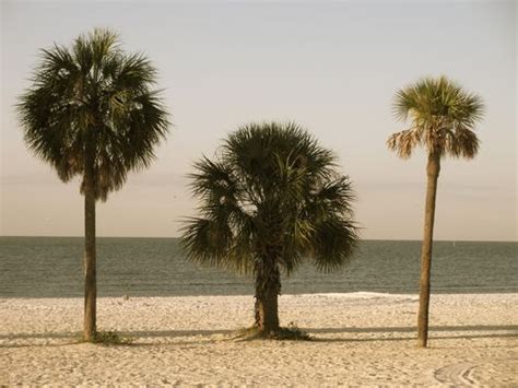 Mississippi Palm Trees - Goin' Down to Mama's