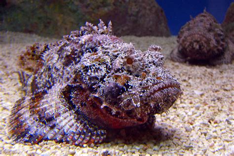 The Reef Stonefish: The Master of Disguise and Silent Killer - Enter the Caves