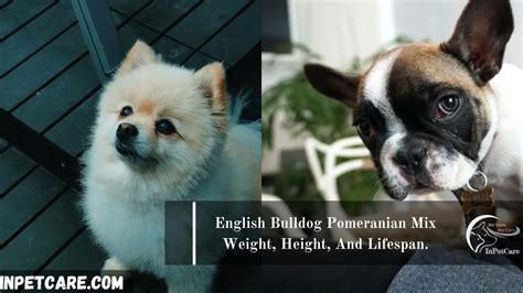 English Bulldog Pomeranian Mix: Pictures, Cost To Buy & More