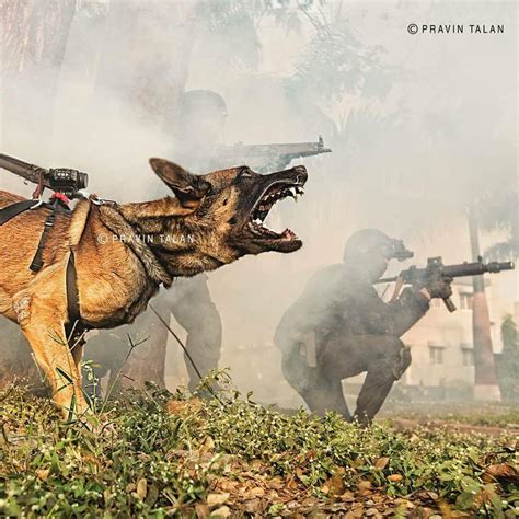 NSG Commandos with their K9 Belgian Malinois, notice the camera mounted on his back.[960X960 ...