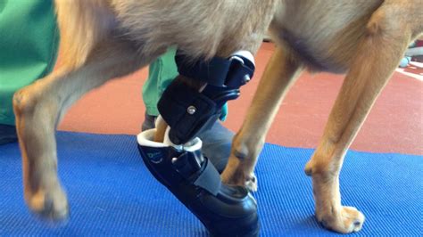 Pet Prosthetics | School of Veterinary Medicine