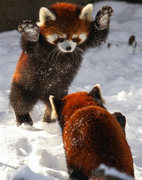 Red pandas playing in snow : r/pics