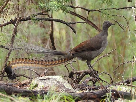 The Lyrebird | I, Science