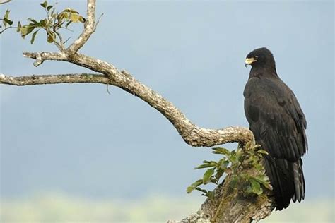 Gambar Mengenal Mengidentifikasi 16 Jenis Elang Pulau Jawa Page Hitam Burung di Rebanas - Rebanas