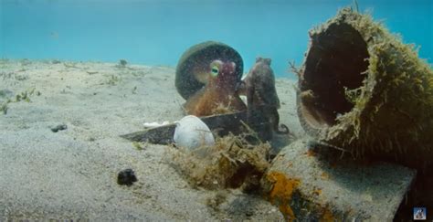 Robotic Spy Octopus Helps Real Octopus Hide From Predators - borninspace