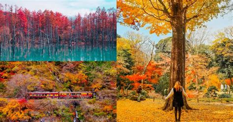 Fall Foliage Forecast 2024 - Inga Regina