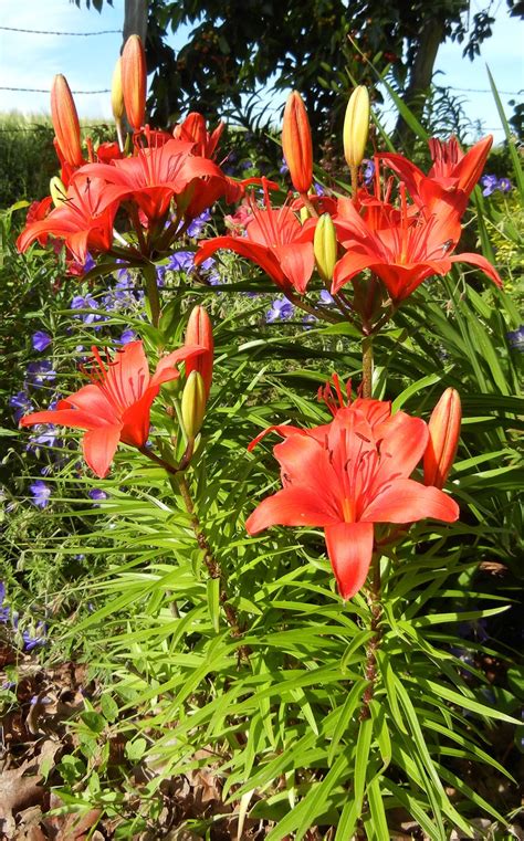 Photographing Flowers: Growing Lilies