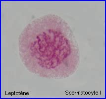 Chapter 10 : meiosis - BORZUYA UNIVERSITY