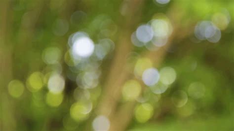 Free photo: Blurred leaves - Abstract, Garden, Path - Free Download ...