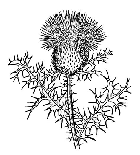 Thistle Clipart Illustration Free Stock Photo - Public Domain Pictures