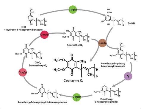 Biosynthetic pathway of CoQ in yeast. The pathway of CoQ 6 biosynthesis starting from the first ...