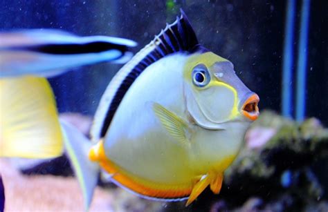 Naso Lituratus - Comprar en Aquarium Depot