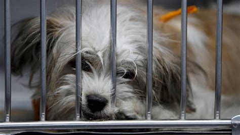 Miami-Dade’s animal shelter challenges going on for too long | Miami Herald