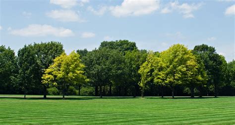 Installing a Tree Line or Grove of Trees | Trees Unlimited NJ