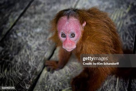 Uakari Monkey Photos and Premium High Res Pictures - Getty Images