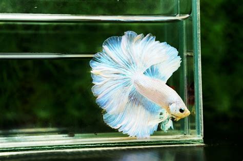 5 Key Steps Tips for Raising a Healthy Betta Fish - Nice Betta Thailand ...