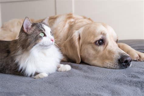 5 Astonishing Similarities Between Cats and Dogs