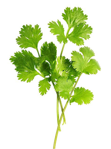 Cilantro vs Coriander: Are They The Same? | Spice and Life