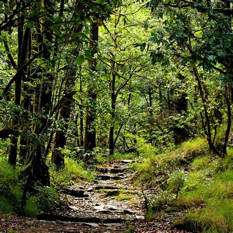 Binsar Wildlife Sanctuary - All You Need to Know BEFORE You Go