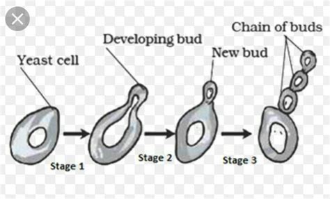 Yeast Diagram