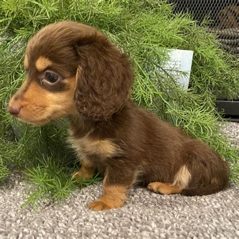 Isabella, a Chocolate & Tan Female Dachshund Puppy 685572 | PuppySpot