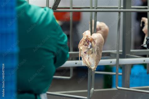 chicken farm industrial line equipment Stock Photo | Adobe Stock