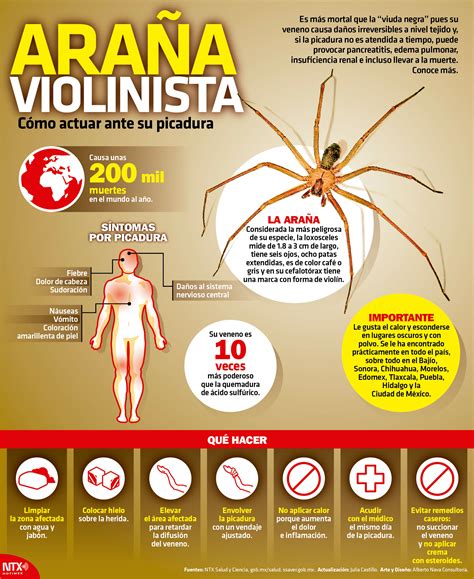 Hoy Tamaulipas - Infografía: Araña violinista, cómo actuar ante su picadura