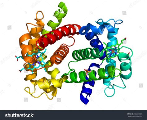 Human Oxyhemoglobin Molecular Structure Stock Photo 108250001 : Shutterstock