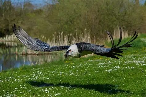 Bearded Vulture - Facts, Size, Diet, Pictures - All Animal Facts