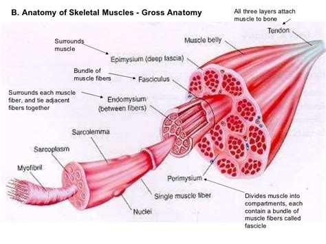 Muscular system_powerpoint