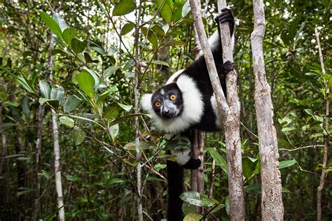 Lemur extinctions in Madagascar leave behind doomed orphan trees | New Scientist