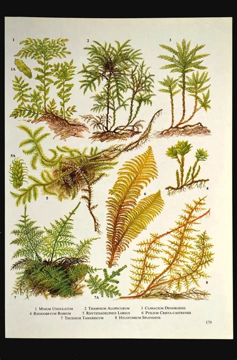 Fern Print Moss Mosses Wall Art Matted Plant Nature Ready to Frame ...