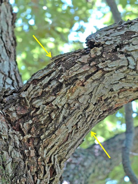 Northern Pecans: The anatomy of natural limb pruning