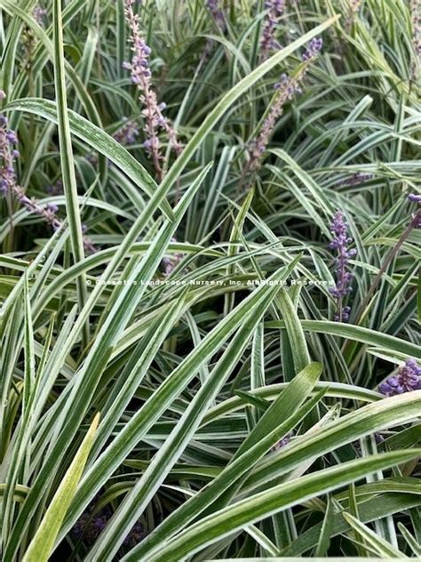 Grass Liriope Variegated | Gossett's Landscape Nursery