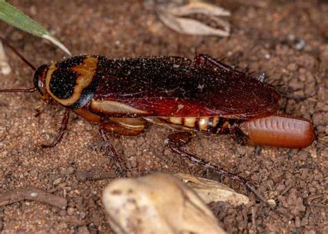 Cockroach Eggs: Homeowner Guide (16 Things: Size, Appearance, Hatch) 🪰 The Buginator