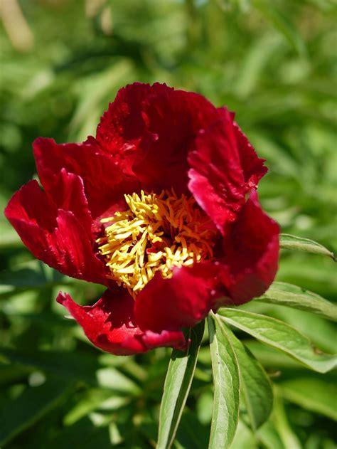 Early Scout Fernleaf Peony - Plant Library - Pahl's Market - Apple Valley, MN