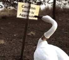 Swans GIFs | Tenor