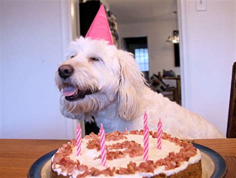 These 31 Happy Birthday Dog Images Are So Cute I'm Wagging My Imaginary ...