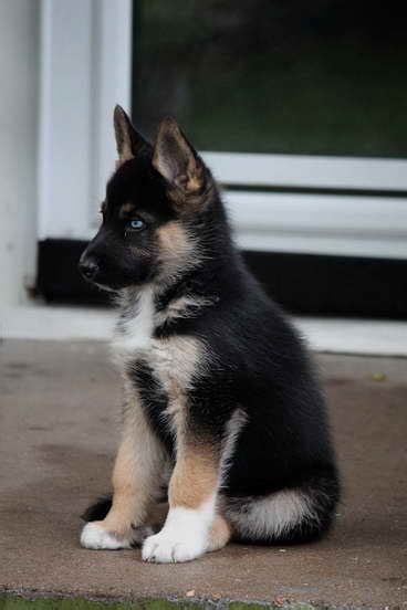 German Shepherd Husky Mix Puppies With Blue Eyes | PETSIDI