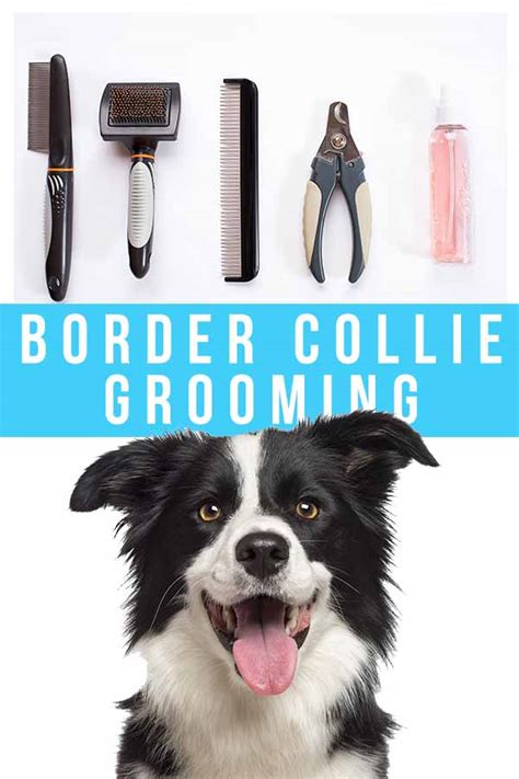 Border Collie Grooming - Step By Step Guide And Top Tips To Healthy Fur